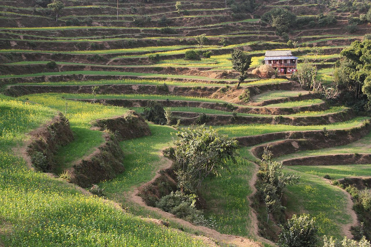 Terasovitá pole dosahují místy i několika stovek pater a po strmých nepálských svazích se táhnou kilometry. Voda se recykluje - to, co o pár usedlostí výše použili k jídlu a pití, umývání nádobí, či praní prádla, projde závlahovým systémem skrze půdu o několik pater níže, kde voda zase vyvěrá jako relativně čistý nový pramen. Někdy jsou v ní pijavice nebo cizopasníci, nakonec jsme ji ale stejně pili a nic nám z toho nebylo.
