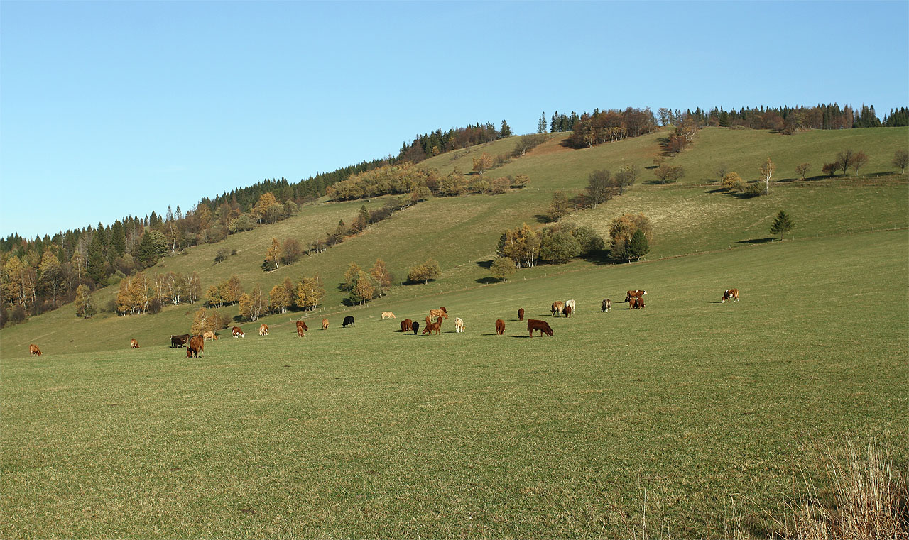 Na zpáteční cestě se zastavujeme v sedle nad Heřmanovicemi, pozdravit krávy.