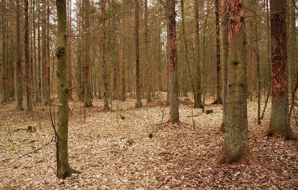 Bialowieżský národní park trpí od roku 2015 masivními útoky kůrovce. Ty se v minulosti nevyhnuly ani české Šumavě.