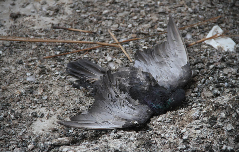 Nahromaděné guano a mrtvolky (nepečených) holubů působí v kuchyni poněkud depresivně.