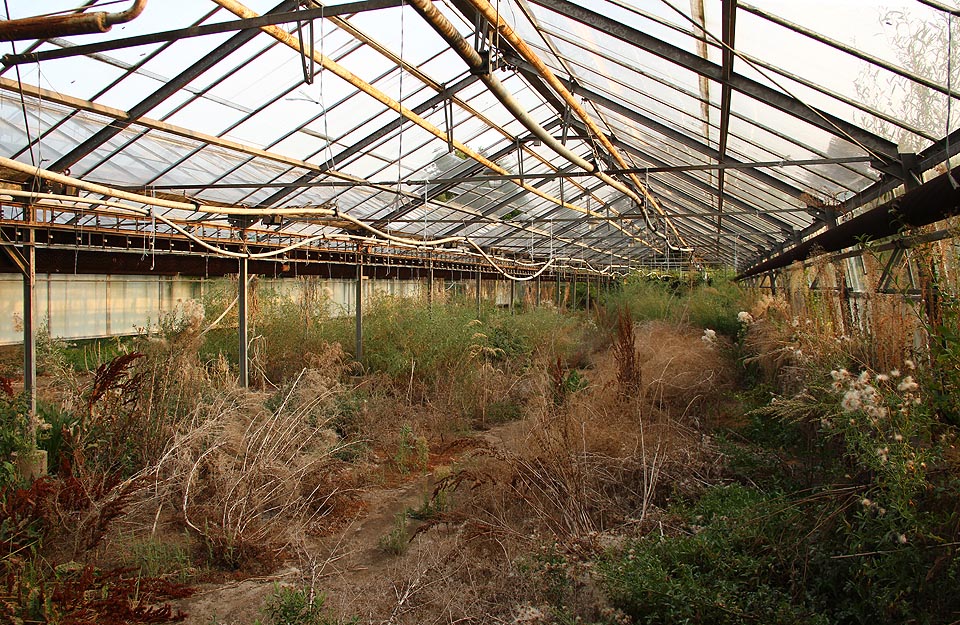 Ve sklenících vzniká neobvyklá stepní divočina ze suchomilných rostlin. 